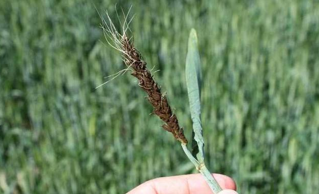 小麥黑粉病