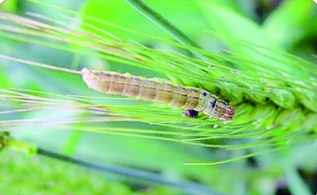 黏蟲的發(fā)生與防治