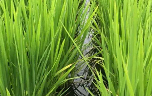 水稻惡苗病的綜合治理