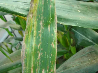 玉米小斑病的發(fā)病因素