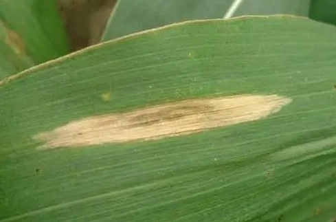 玉米大斑病的綜合治理