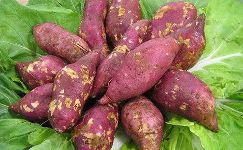 甘薯黑斑病的綜合治理