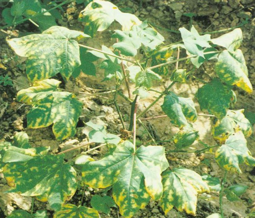 棉花枯萎病的發(fā)病因素