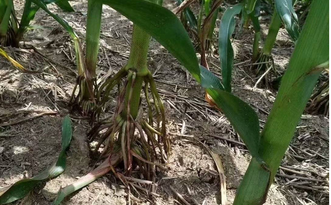 2022年玉米抗?jié)n澇促生長(zhǎng)技術(shù)意見