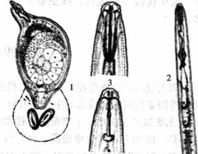 大豆胞囊線蟲病的病原物