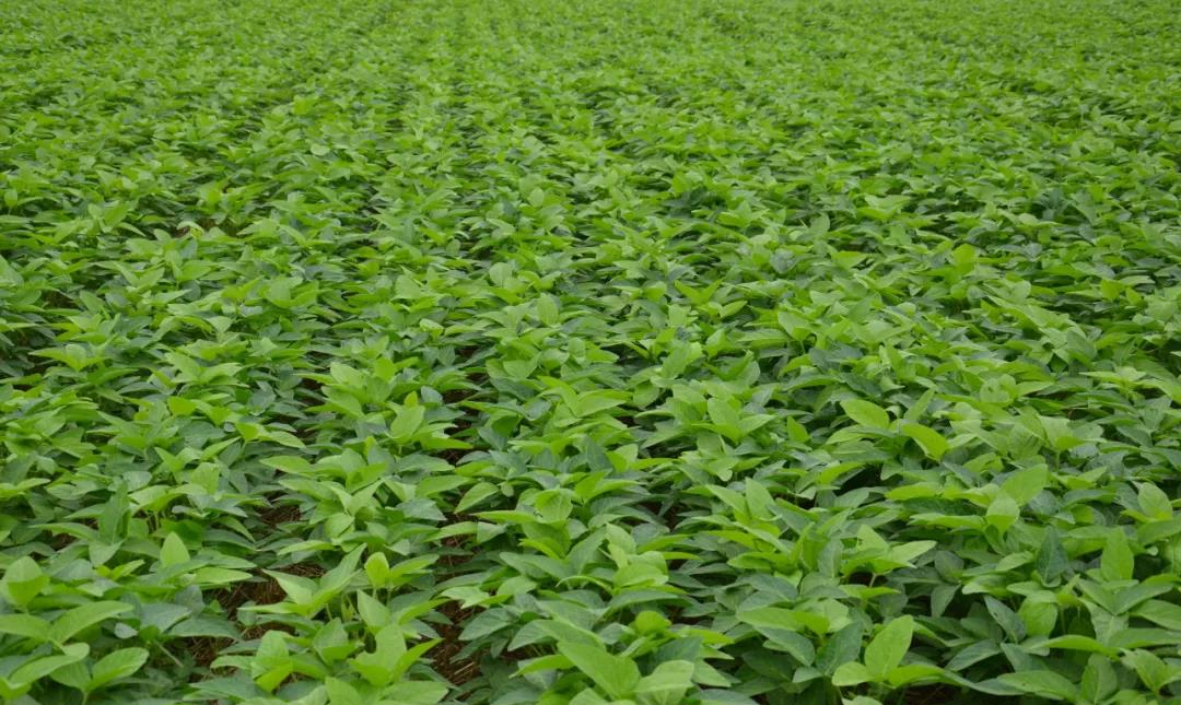 大豆胞囊線蟲病的發(fā)病因素