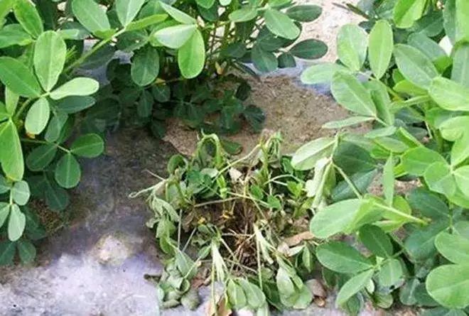 花生青枯病的癥狀