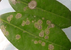 農(nóng)作物病害的重要性