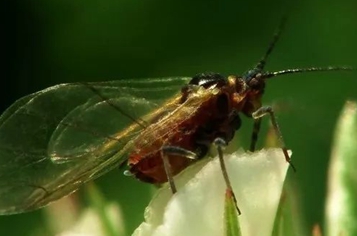 茶蚜的習(xí)性與防治