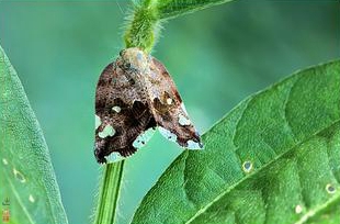 八點廣翅蠟蟬的發(fā)生與防治