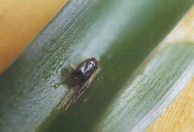 綠盲蝽的發(fā)生與防治