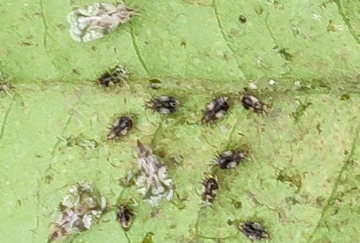 茶網(wǎng)蝽的生活習(xí)性