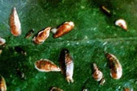 茶葉麗廮螨的防治技術