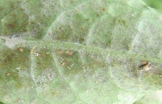 茶短須螨的生活習性