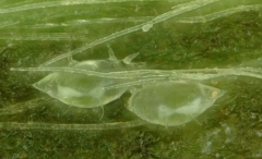 茶跗線螨的生活習性與防治技術