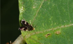 油茶織蛾的習性