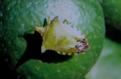 茶木蛾的生活習性與發(fā)生規(guī)律