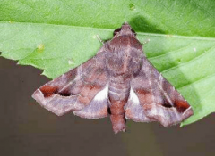 芒果橫線尾夜蛾的習性