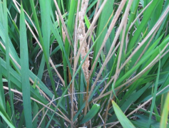 病害科普丨水稻惡苗病