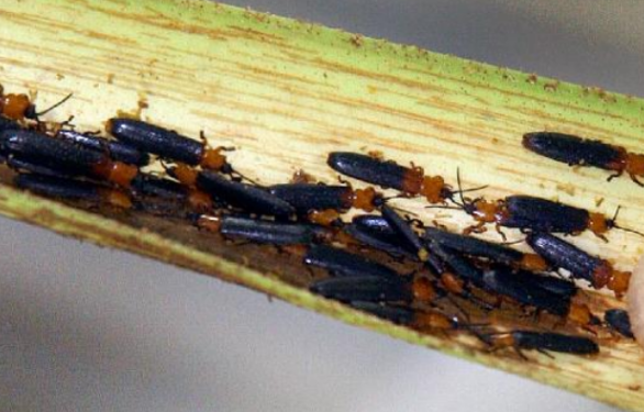 椰心葉甲的防治手段