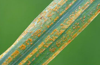 病害科普丨小麥其他銹病