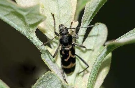 咖啡天牛的種類與防治技術(shù)（下）