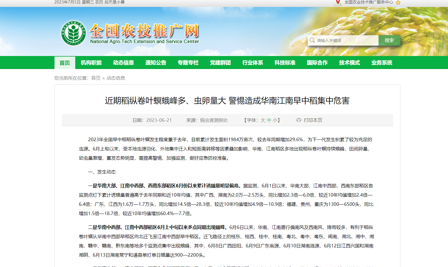 近期稻縱卷葉螟蛾峰多、蟲卵量大 警惕造成華南江南早中稻集中危害